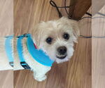 Small Photo #4 Maltipoo Puppy For Sale in Princeton, MN, USA