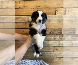 Australian Shepherd-German Shepherd Dog Mix Puppy for sale in BERRIEN SPRINGS, MI, USA