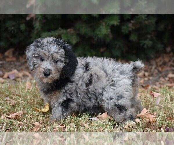Medium Photo #1 Poodle (Standard) Puppy For Sale in NEW MARKET, TN, USA