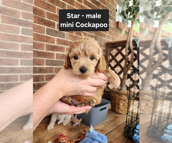 Medium Photo #4 Cockapoo (Miniature) Puppy For Sale in CLARKRANGE, TN, USA