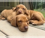 Small #10 German Shorthaired Pointer-Vizsla Mix