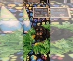 Small Photo #91 Yorkshire Terrier Puppy For Sale in AKRON, OH, USA