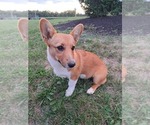 Puppy Winnie Pembroke Welsh Corgi