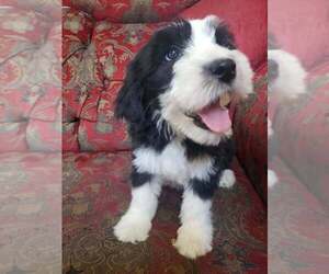 Sheepadoodle Puppy for sale in AURORA, CO, USA
