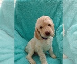 Puppy 9 Poodle (Standard)