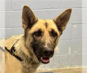 German Shepherd Dog Dogs for adoption in Woodland, CA, USA