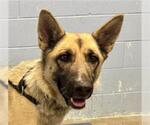 *NUTMEG - Female German Shepherd Dog Dog for Adoption - Small photo