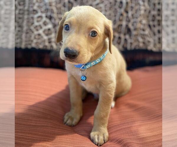 Medium Photo #1 Mutt Puppy For Sale in San Diego, CA, USA