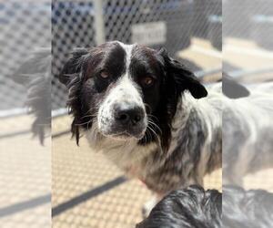 Great Pyrenees-Unknown Mix Dogs for adoption in Grand Prairie, TX, USA