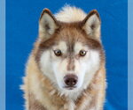 Small #1 Siberian Husky