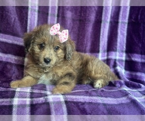 Aussiedoodle Miniature Puppy for sale in LAKELAND, FL, USA