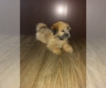 Small #6 Shih Tzu