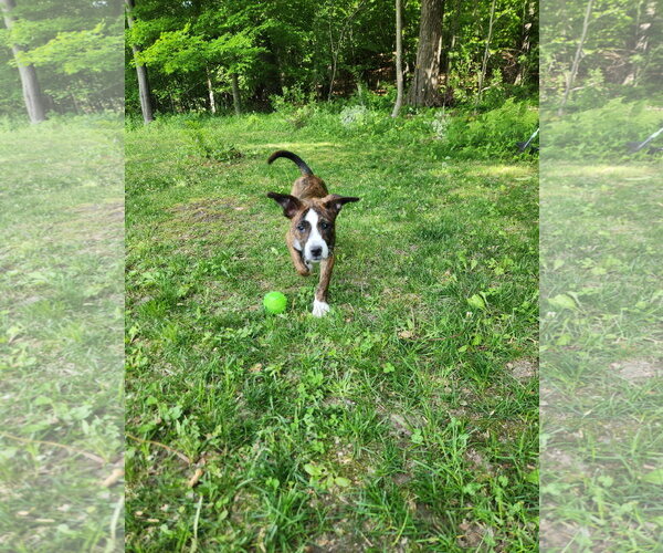 Medium Photo #3 Boxer-Unknown Mix Puppy For Sale in Cottage Grove, MN, USA