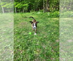 Small #2 Boxer Mix