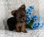 Small #8 Yorkshire Terrier