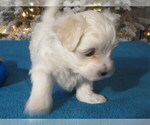Small Photo #5 Maltese Puppy For Sale in OCALA, FL, USA