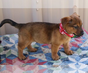 Mason Jar - Female Dachshund Dog for Adoption - Photo #3