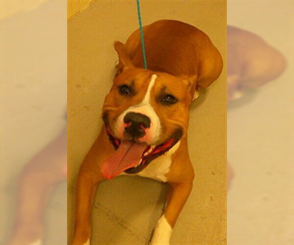 Medium Photo #1 Mutt Puppy For Sale in Sanford, FL, USA