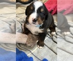 Puppy Puppy 4Charlie Bernese Mountain Dog
