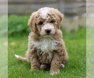 Bernedoodle (Miniature) Puppy for sale in DENVER, PA, USA