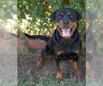 Small Photo #3 Rottweiler Puppy For Sale in Hillsboro, NH, USA