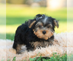 Barkley - Male Morkie Puppy for Sale - Photo #3