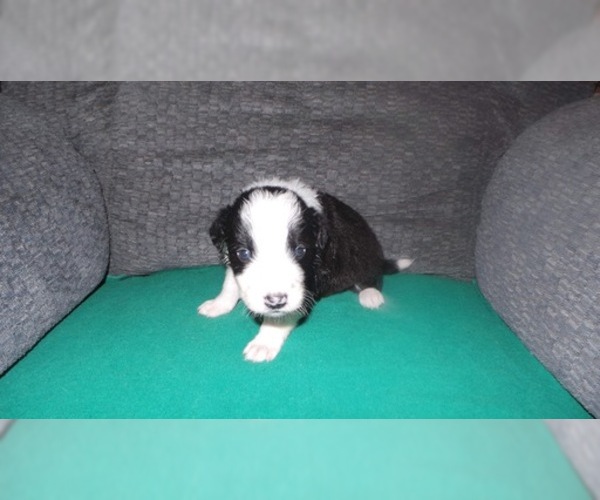 Medium Photo #13 Border Collie Puppy For Sale in AIKEN, SC, USA