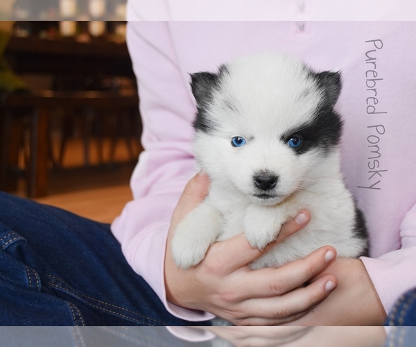 Medium Photo #4 Pomsky Puppy For Sale in KANSAS CITY, MO, USA