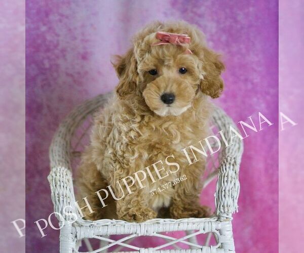 Medium Photo #6 Poodle (Toy) Puppy For Sale in WARSAW, IN, USA