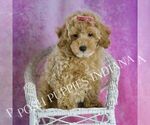 Small #5 Poodle (Toy)