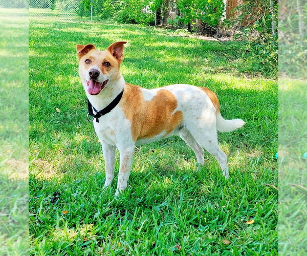 Medium Photo #3 Mutt Puppy For Sale in San Leon, TX, USA
