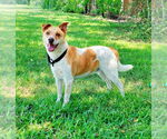 Small #2 Mutt