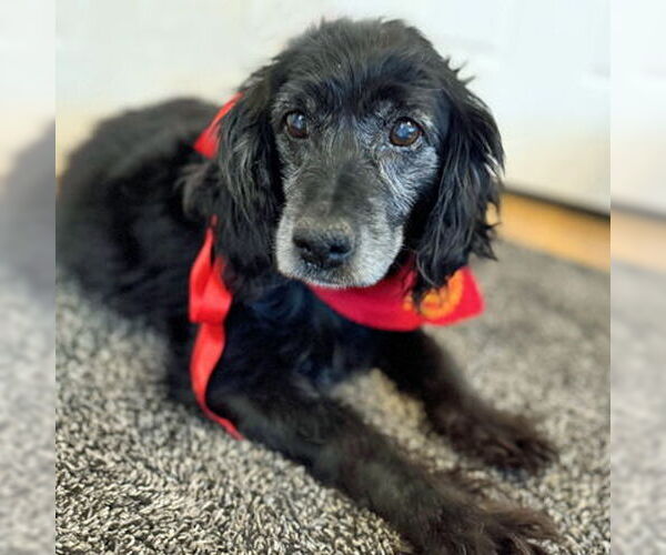 Medium Photo #4 Cocker Spaniel Puppy For Sale in Arlington, VA, USA