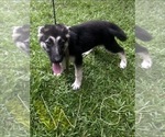 Puppy Light Girl German Shepherd Dog