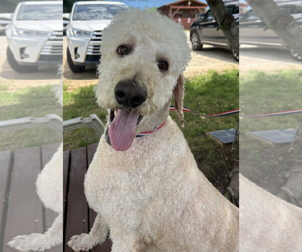 Medium Photo #4 Labradoodle Puppy For Sale in Pacolet, SC, USA
