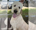 Small #3 Labradoodle