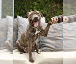 Small #2 American Pit Bull Terrier-Labrador Retriever Mix
