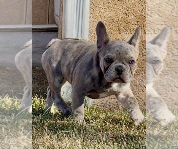 Medium Photo #2 French Bulldog Puppy For Sale in PUEBLO, CO, USA