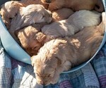 Small Photo #2 Golden Retriever Puppy For Sale in BYERS, CO, USA