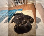 Litter of 5 - Male(s) and Female(s) German Shepherd DogLitter of Puppies for Sale - Photo #6