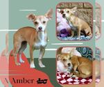 Small #1 Chihuahua Mix
