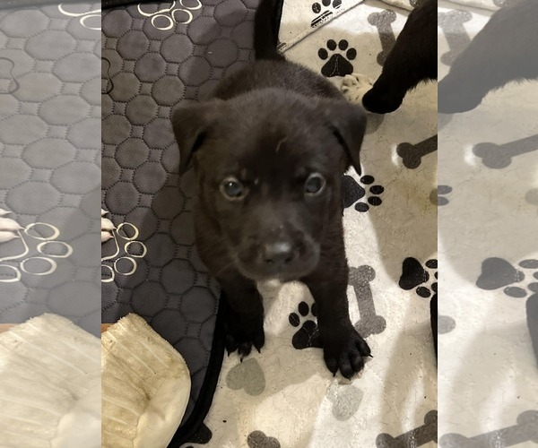 Medium Photo #1 American Pit Bull Terrier-Labrador Retriever Mix Puppy For Sale in Holly Springs, NC, USA