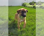 Small #3 German Shepherd Dog Mix