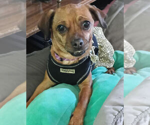 Chihuahua-Unknown Mix Dogs for adoption in Evansville, IN, USA