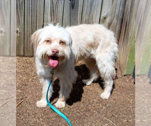 Medium Photo #3 Mutt Puppy For Sale in Kennesaw, GA, USA