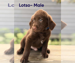 Small #1 Labradoodle