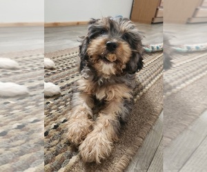 Cavapoo Puppy for sale in CARLISLE, KY, USA
