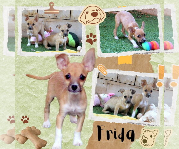 Medium Photo #1 Chihuahua-Unknown Mix Puppy For Sale in Lindsay, CA, USA