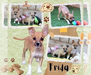 Chihuahua-Unknown Mix Dogs for adoption in Lindsay, CA, USA