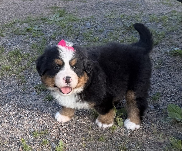 Medium Photo #13 Bernese Mountain Dog Puppy For Sale in ATHENS, WI, USA